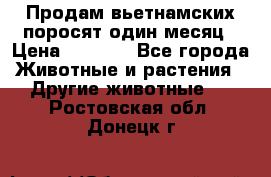 Продам вьетнамских поросят,один месяц › Цена ­ 3 000 - Все города Животные и растения » Другие животные   . Ростовская обл.,Донецк г.